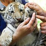 baby-tiger