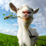 cropped-sheep-2.jpg