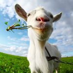 sheep