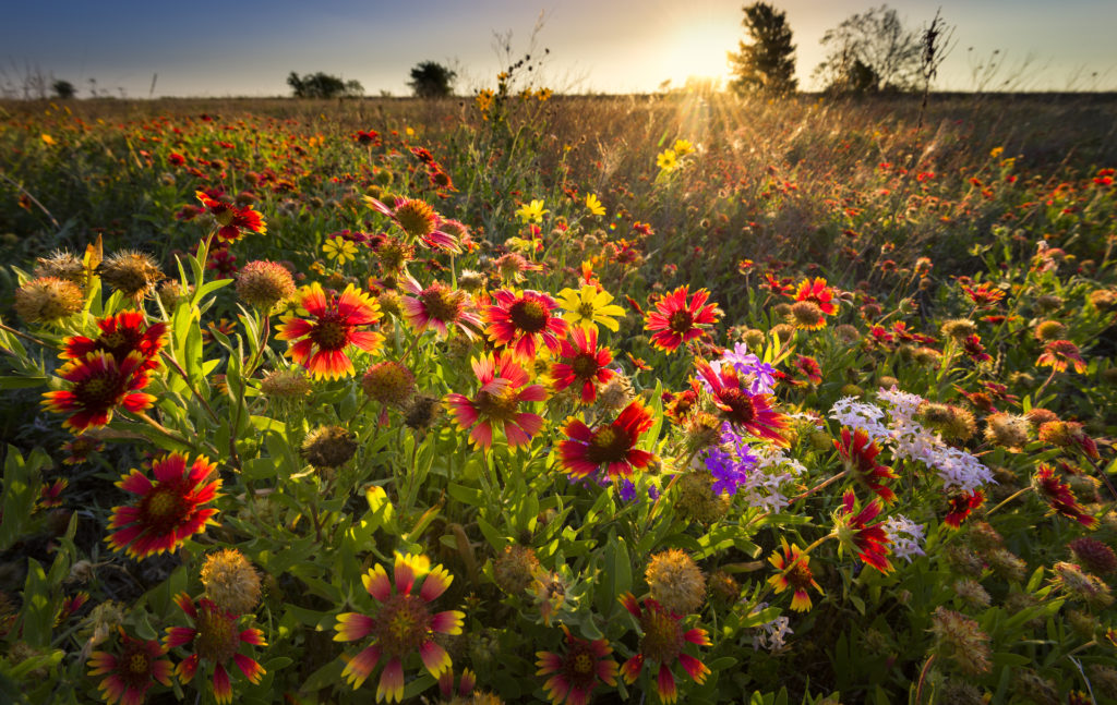 fields