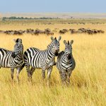 zebras