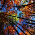 fall-photography2