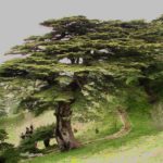 cedar of lebanon