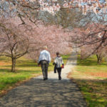 flowering tree trails