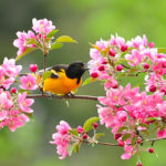 BaltimoreOriole_LynnCleveland_350033