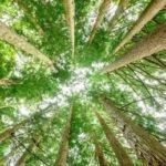 forest looking up