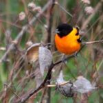 Oriole-Baltimore-1 (2)