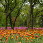 spring in Baltimore