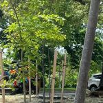 reforest